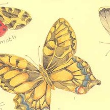 Mixed Butterfly and Insect Print Paper ~ Kartos Italy
